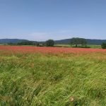 Le tour des lacs du Jura : Du bleue, du vert et du Comté