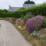 La Bretagne nord : Entre légendes et côtes sauvages